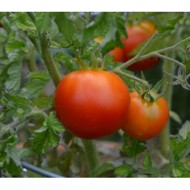 Tomato Husky Lycopersicon Esculentum Hybrid Great Garden Vegetable 30 Seeds Tomato Husky Lycopersicon Esculentum Hybrid Great Garden Vegetable 30 Seeds